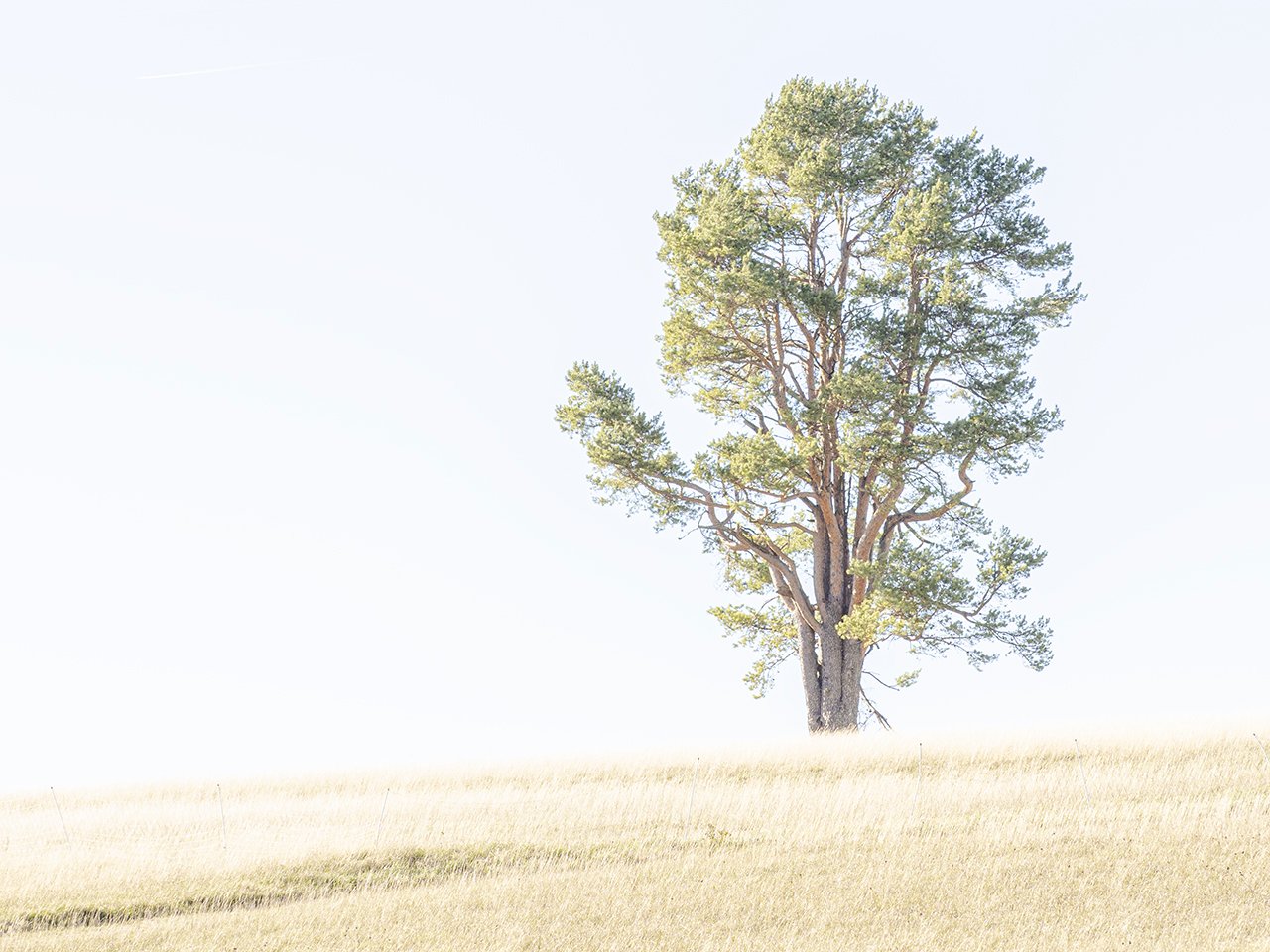 Solitär