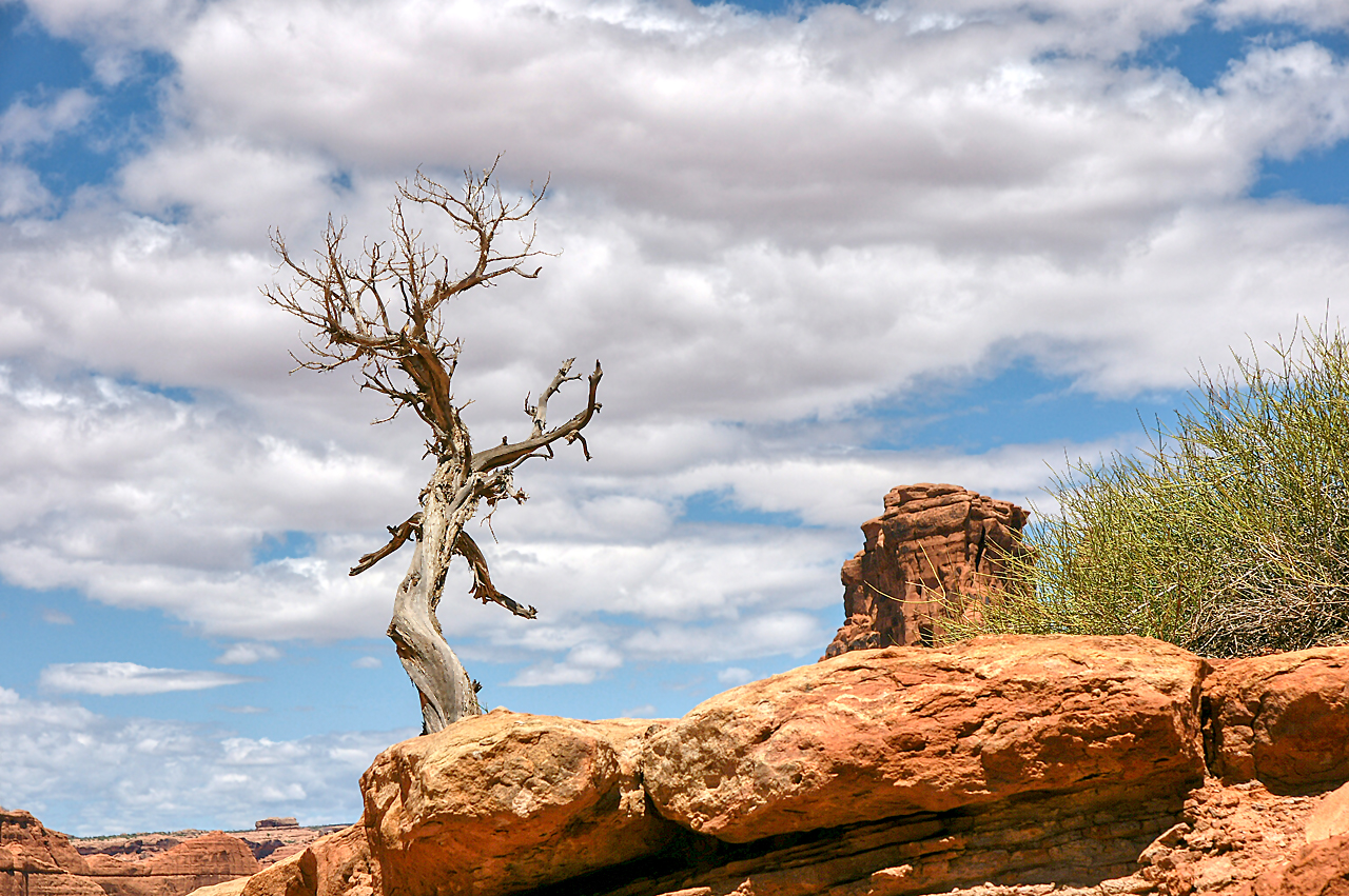 Solitary Tree