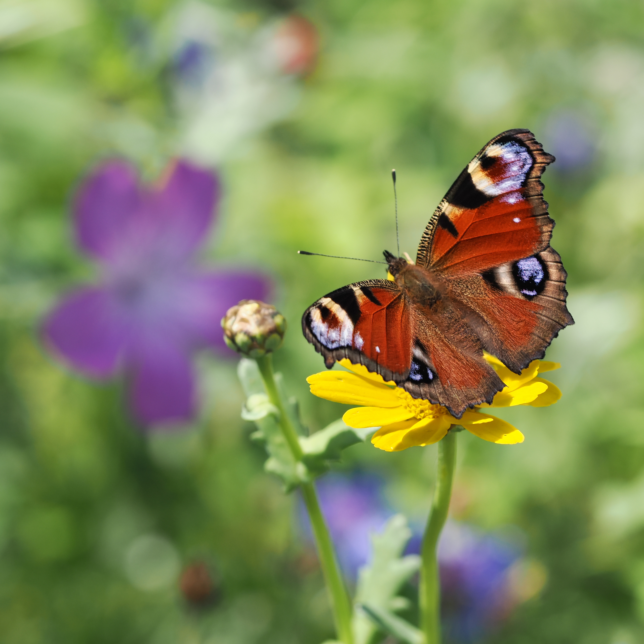 Sommer-2
