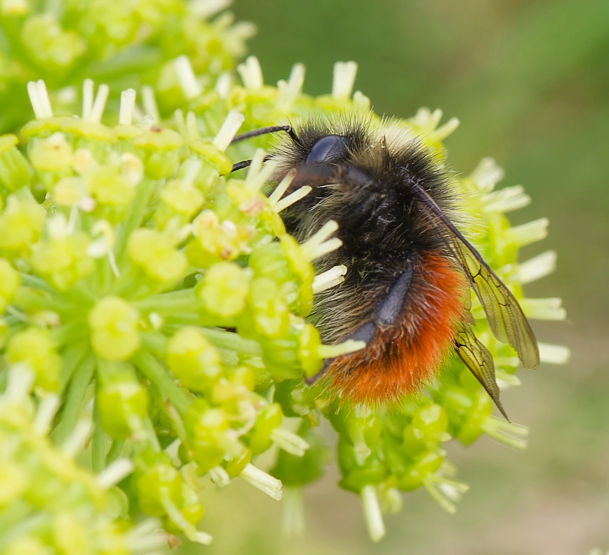 Sommer an der Barentssee