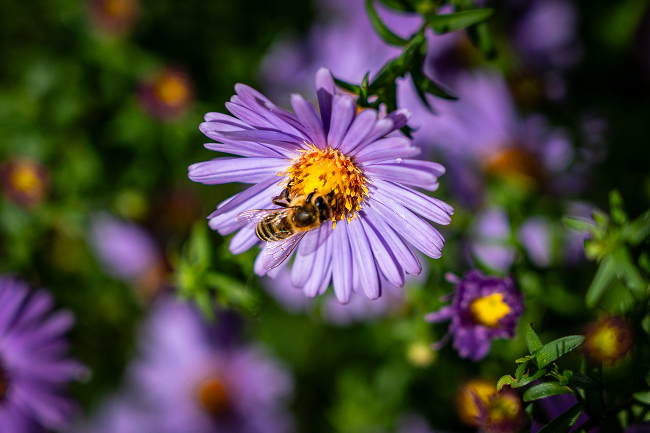 Sommer trifft Herbst