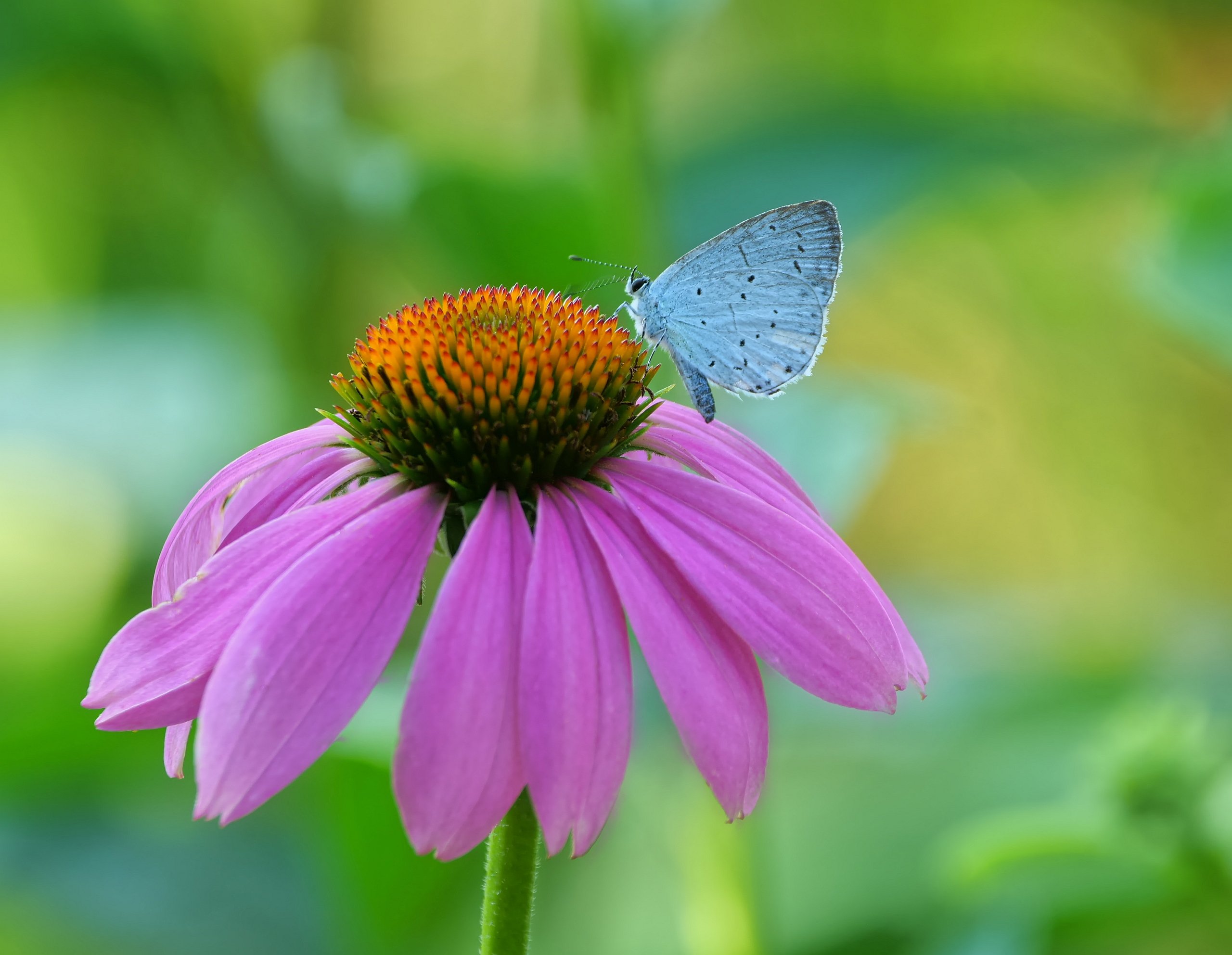 Sommer
