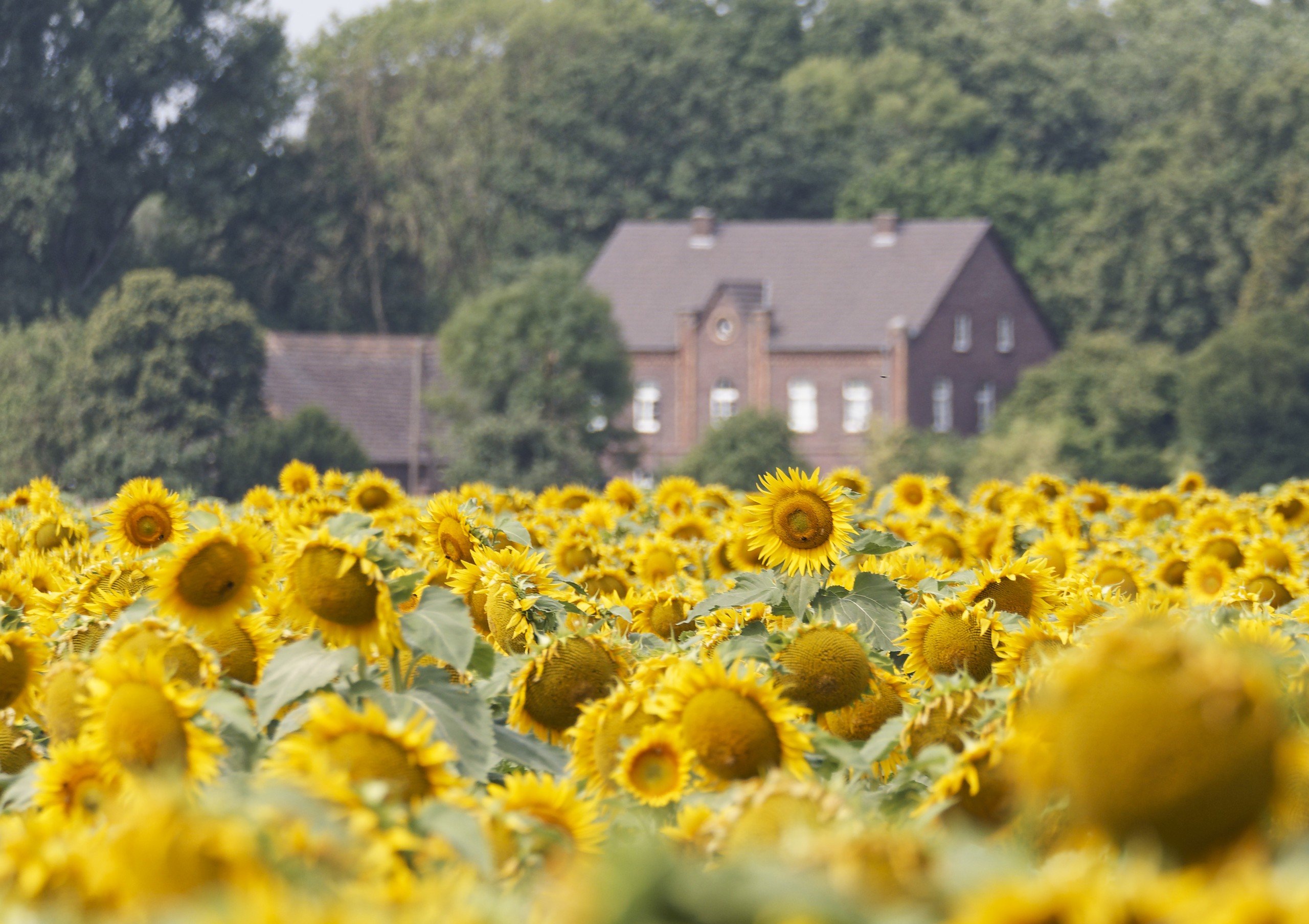Sommer