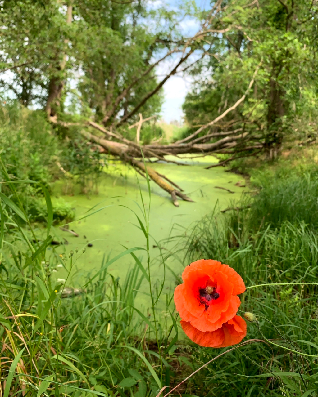 Sommerblick