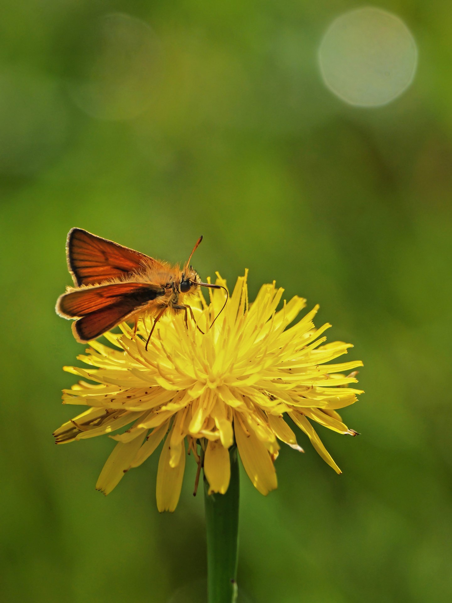 Sommerbote