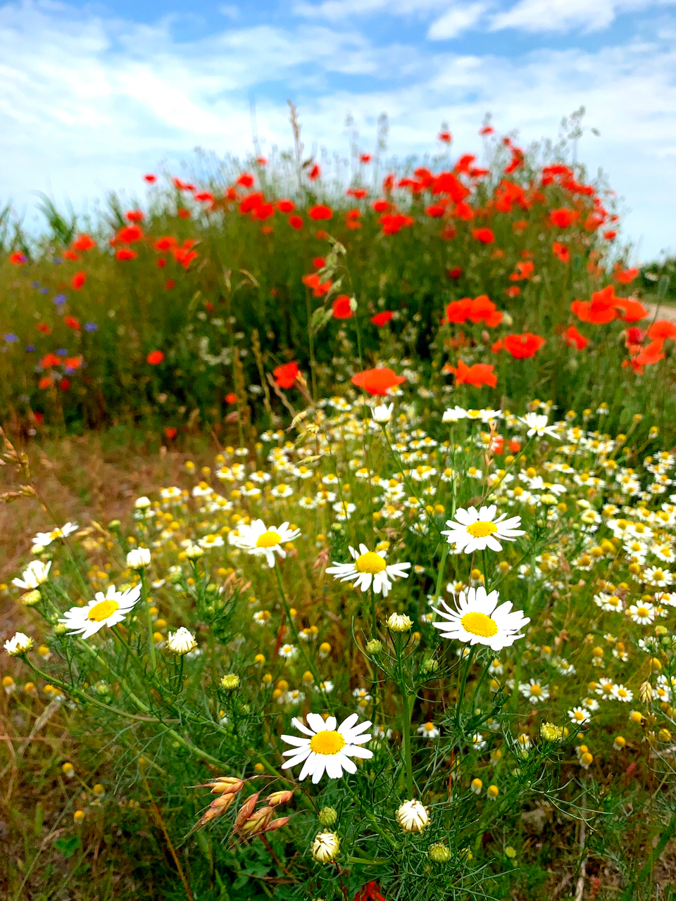 Sommerfarben