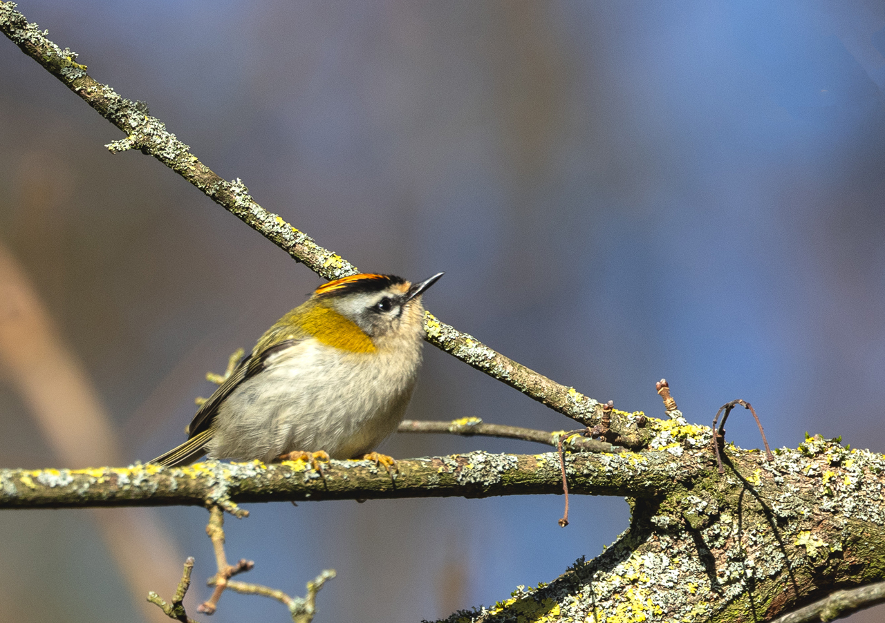 Sommergoldhähnchen