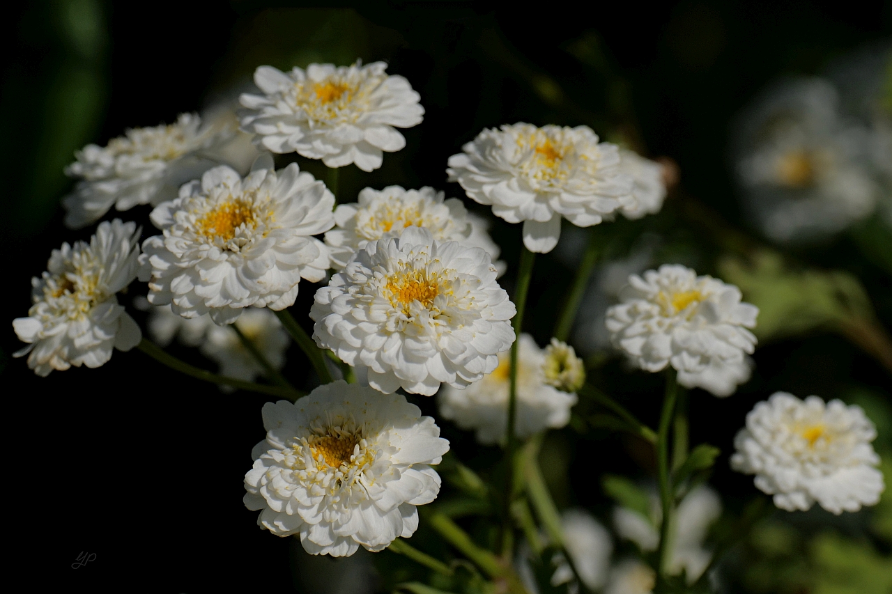 Sommergruß