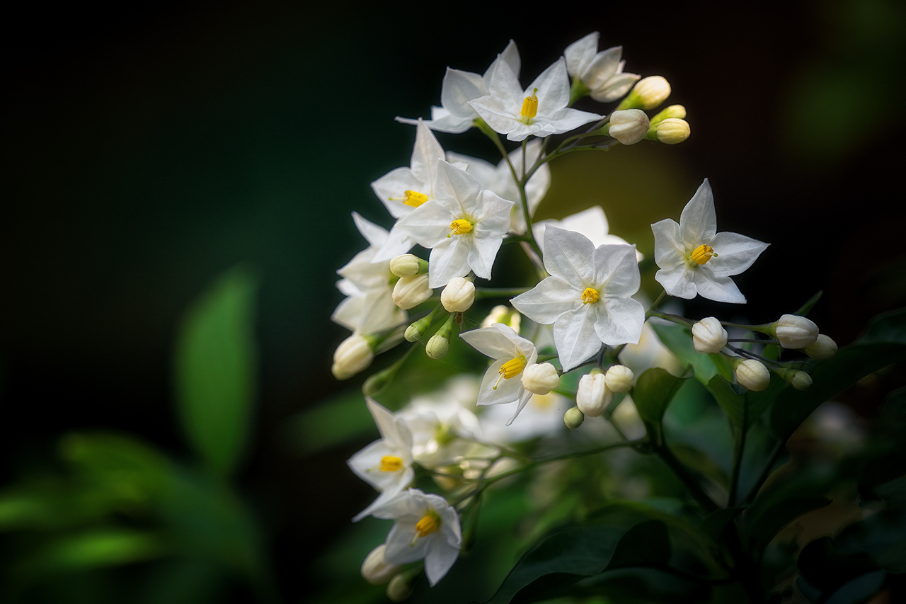 Sommerjasmin