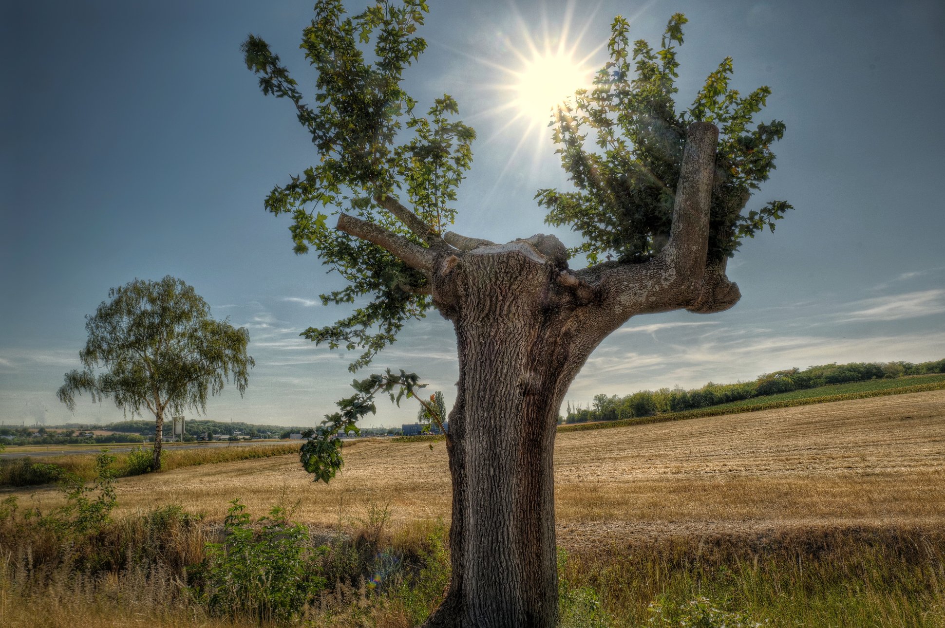 Sommersonnentag