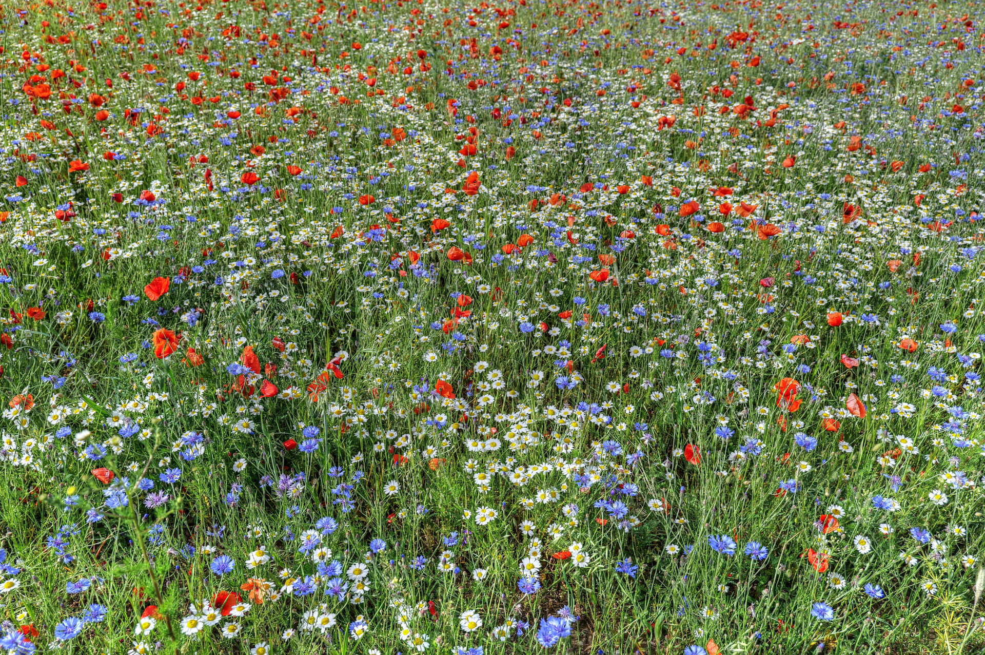 Sommerwiese
