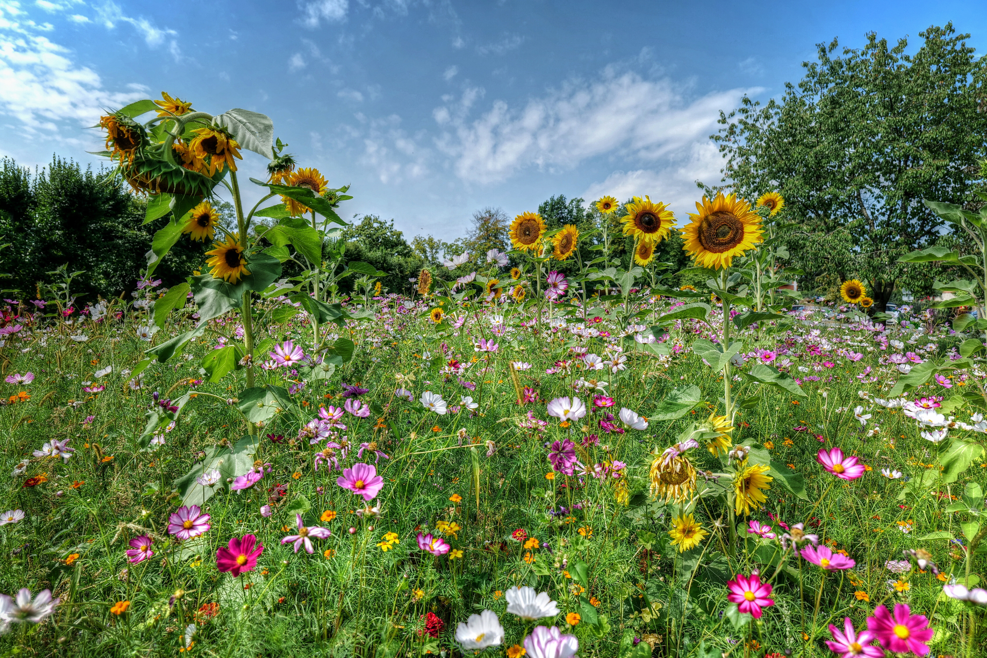 Sommerwiese