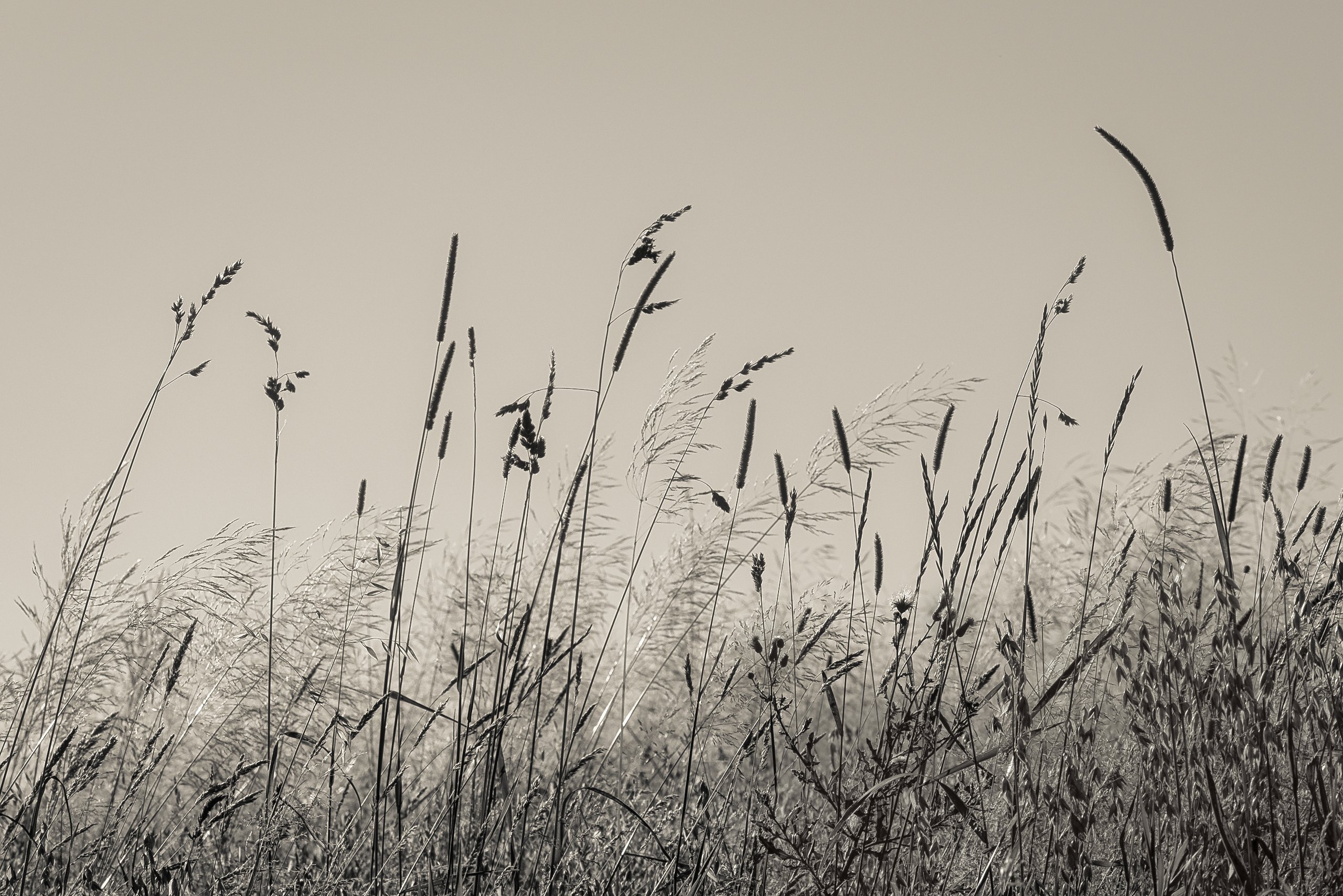 Sommerwiese