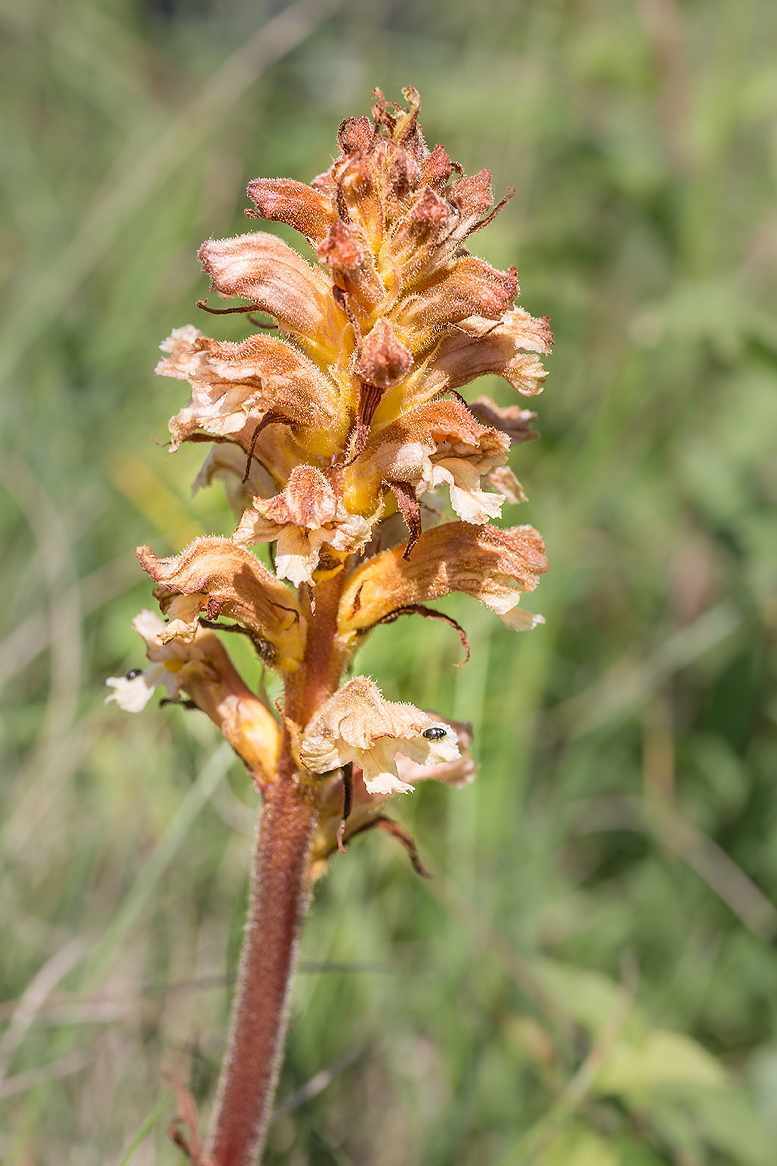 Sommerwurz