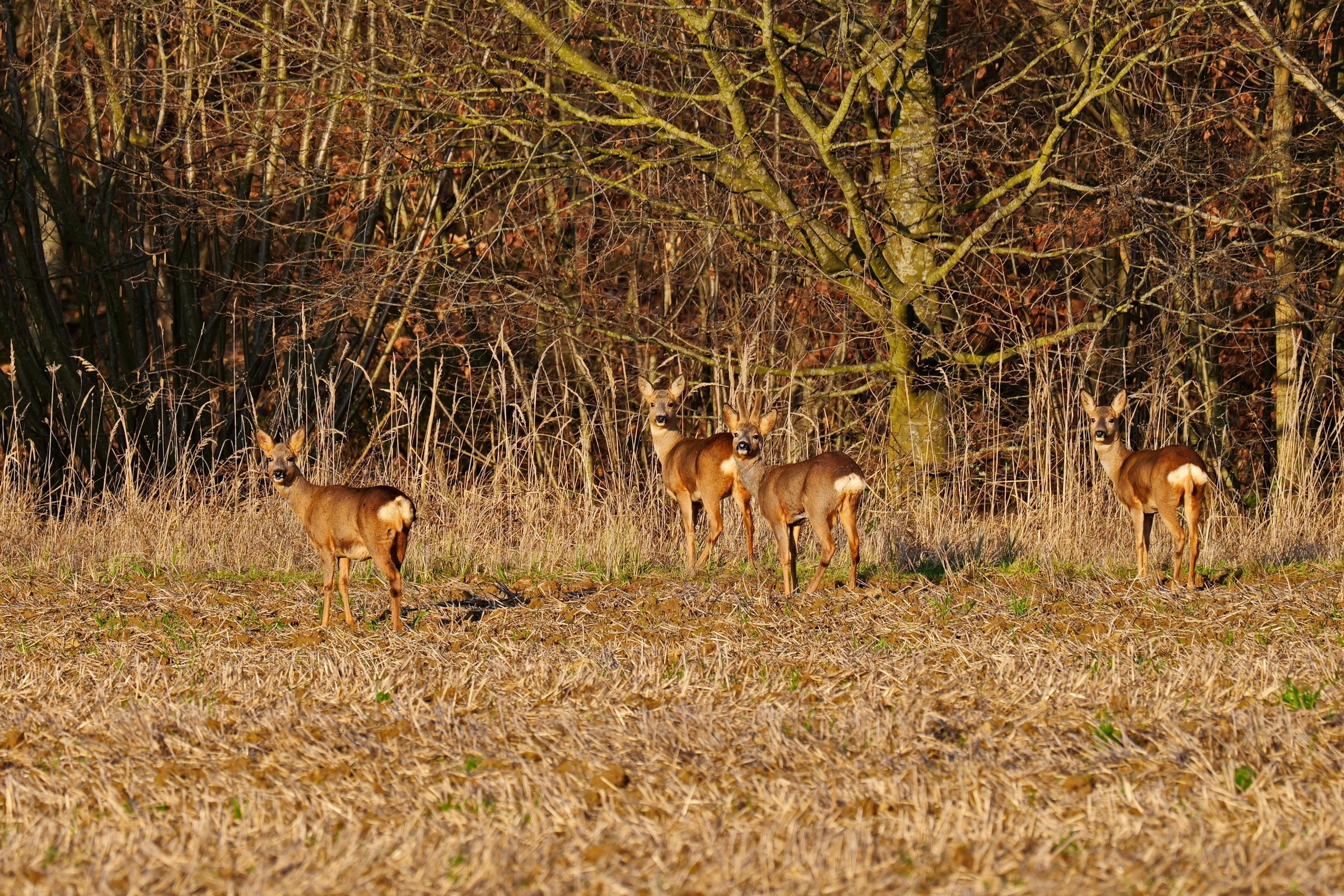 Sonnenanbeter am Waldrand.