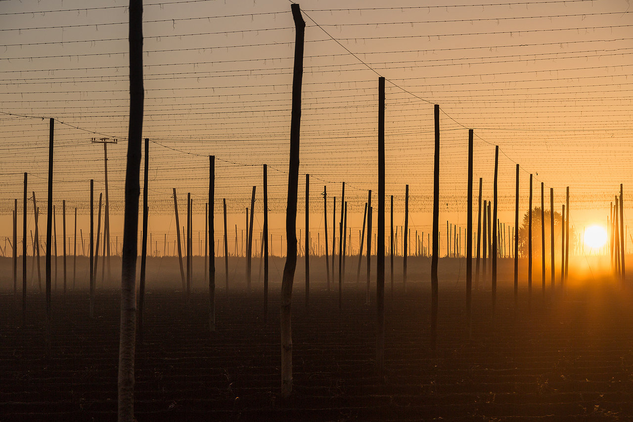 Sonnenaufgang in der Hallertau