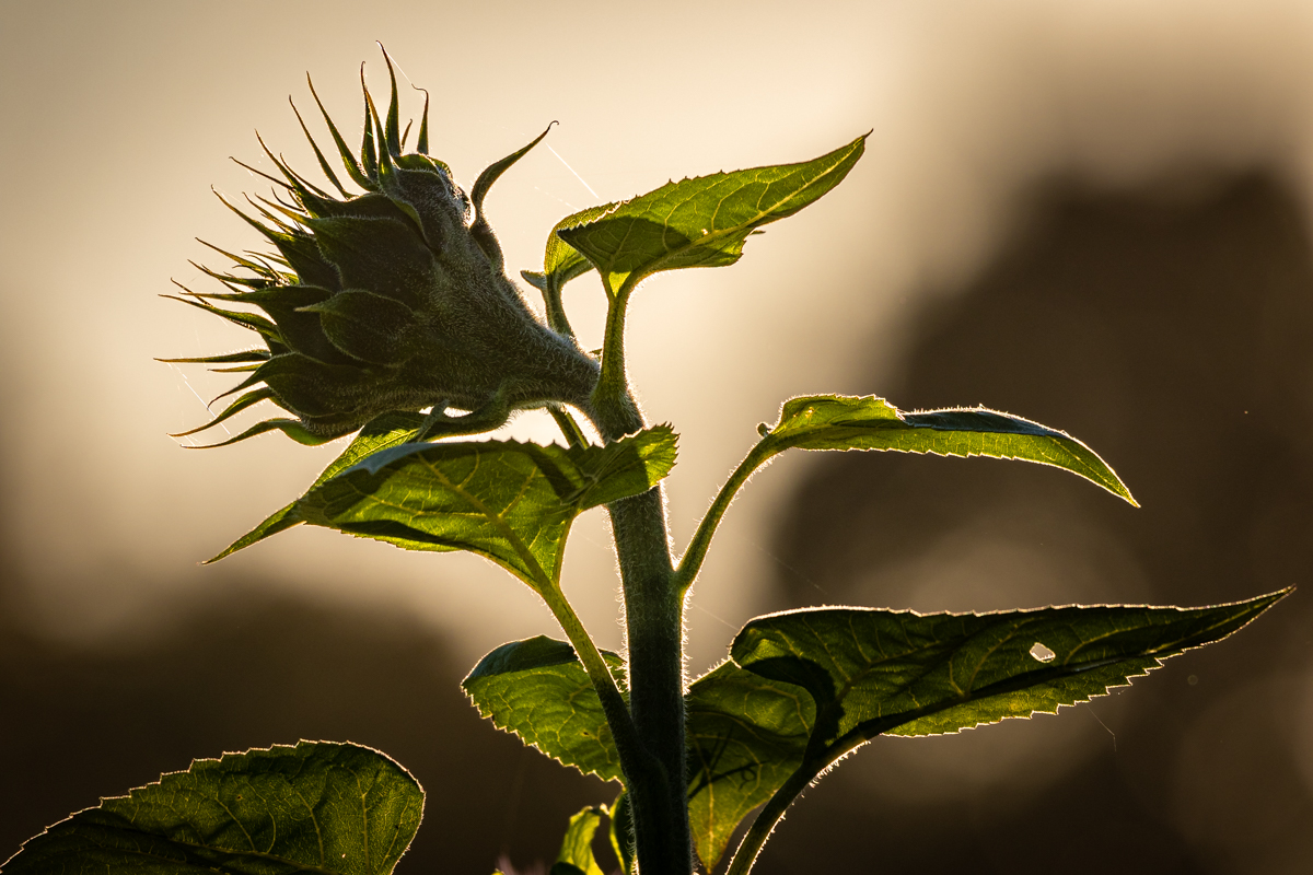 Sonnenblume II