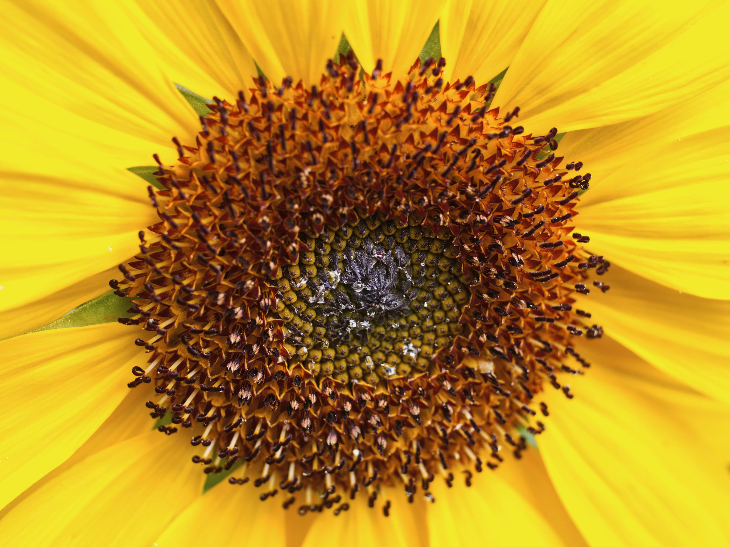 Sonnenblume