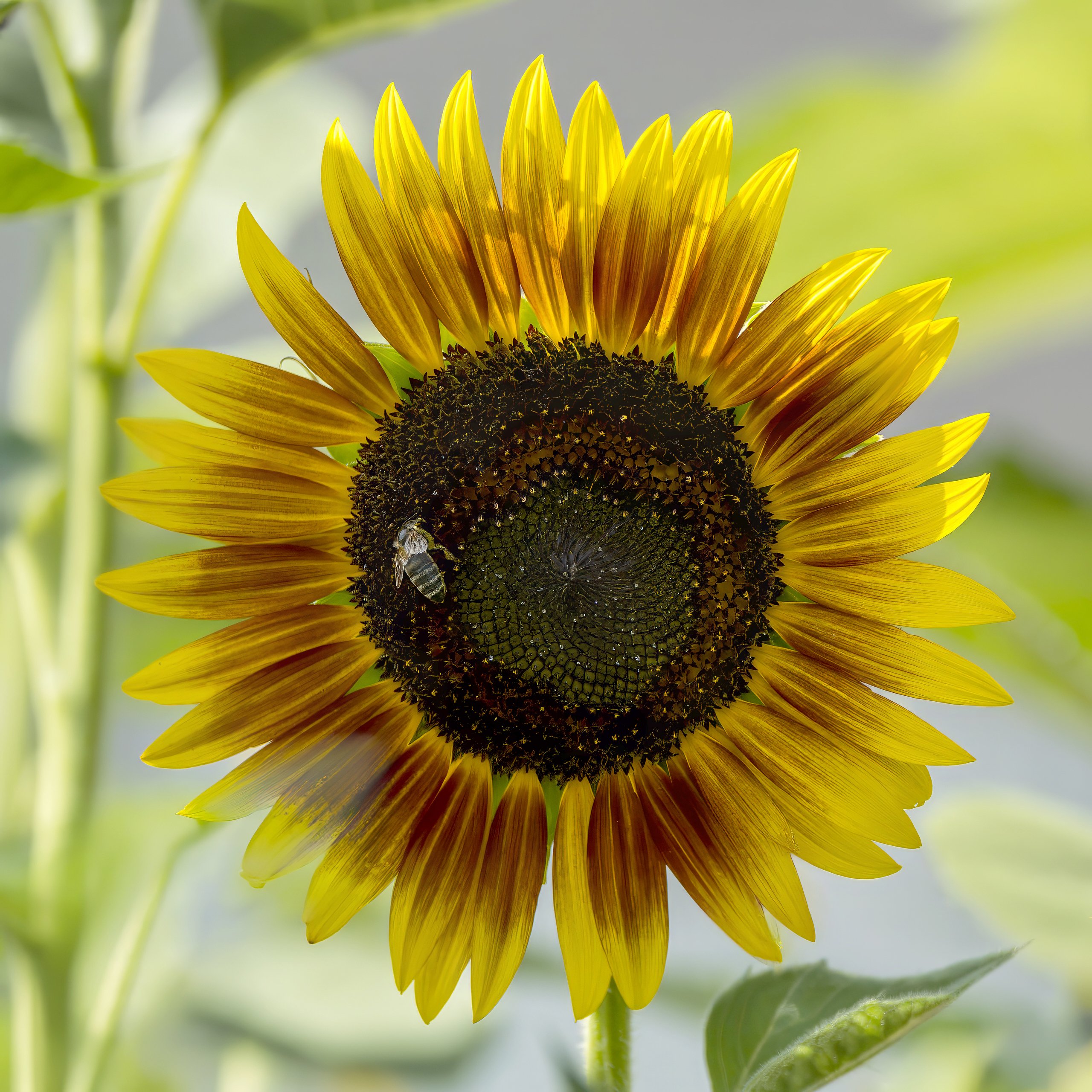 Sonnenblume