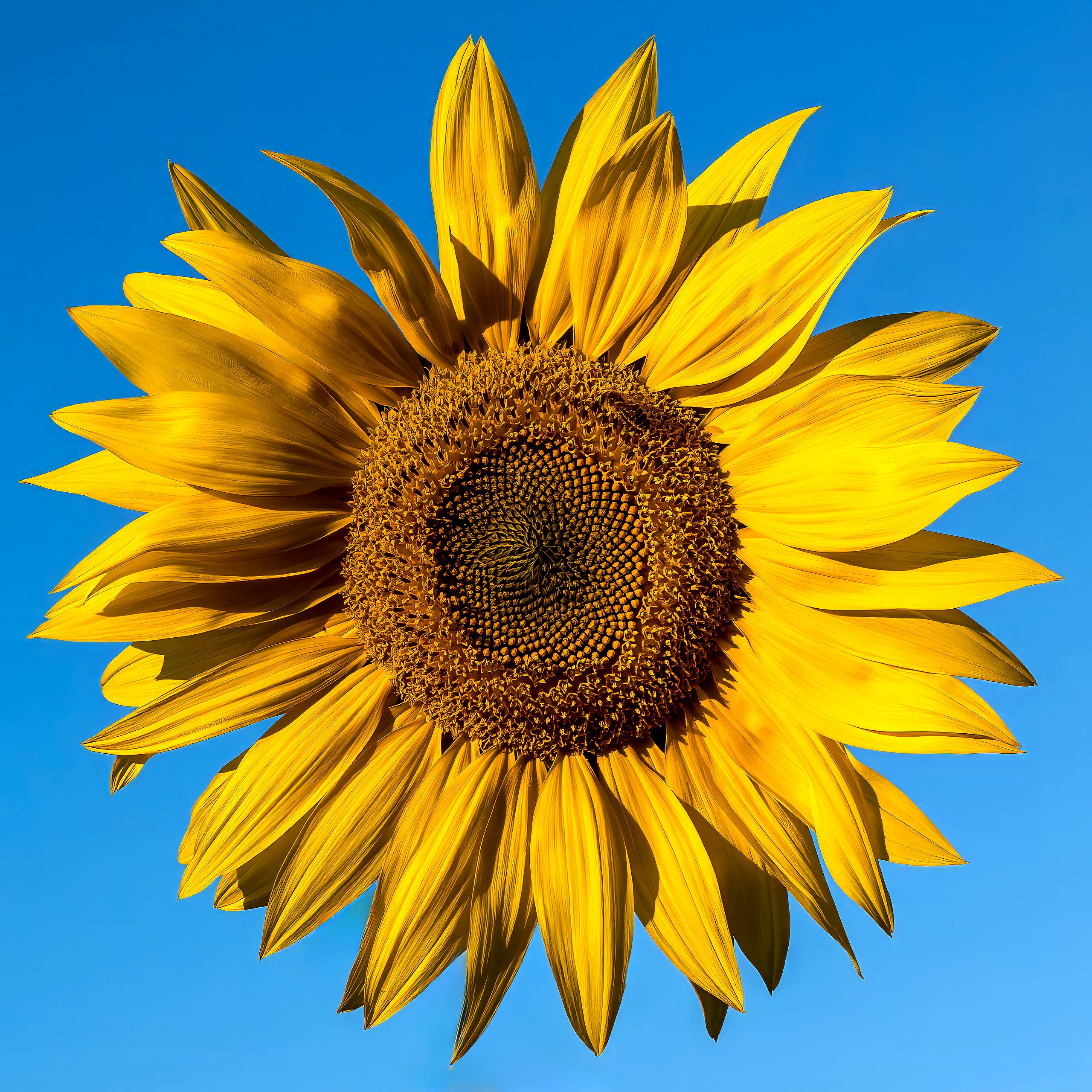 Sonnenblume