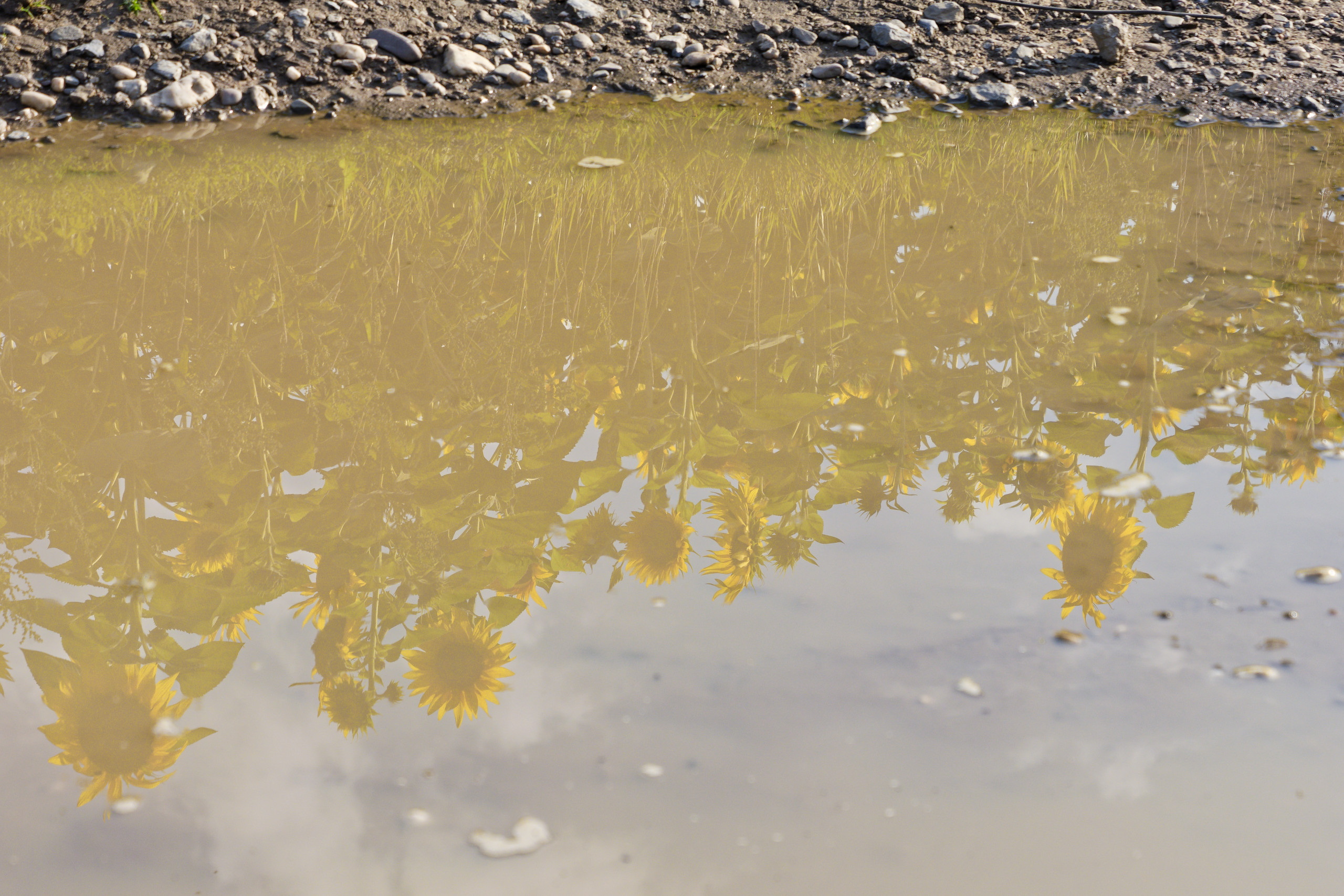 Sonnenblumen