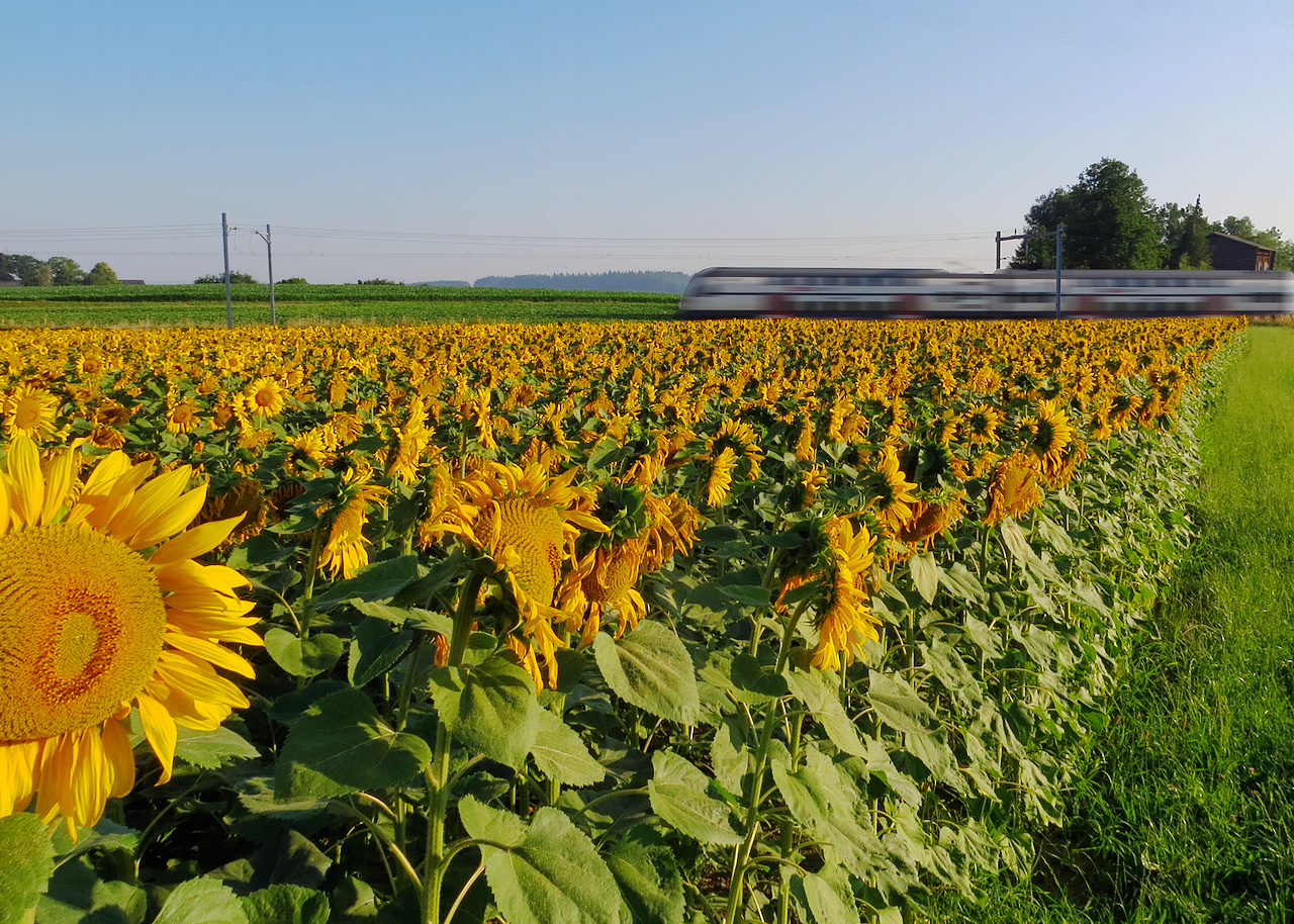 Sonnenblumenfeld