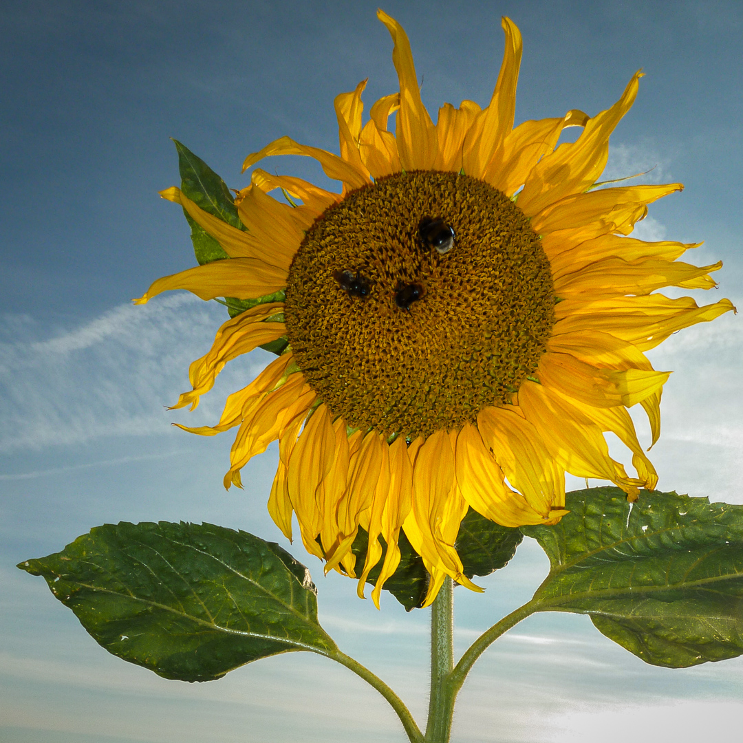 Sonnenblumengesicht