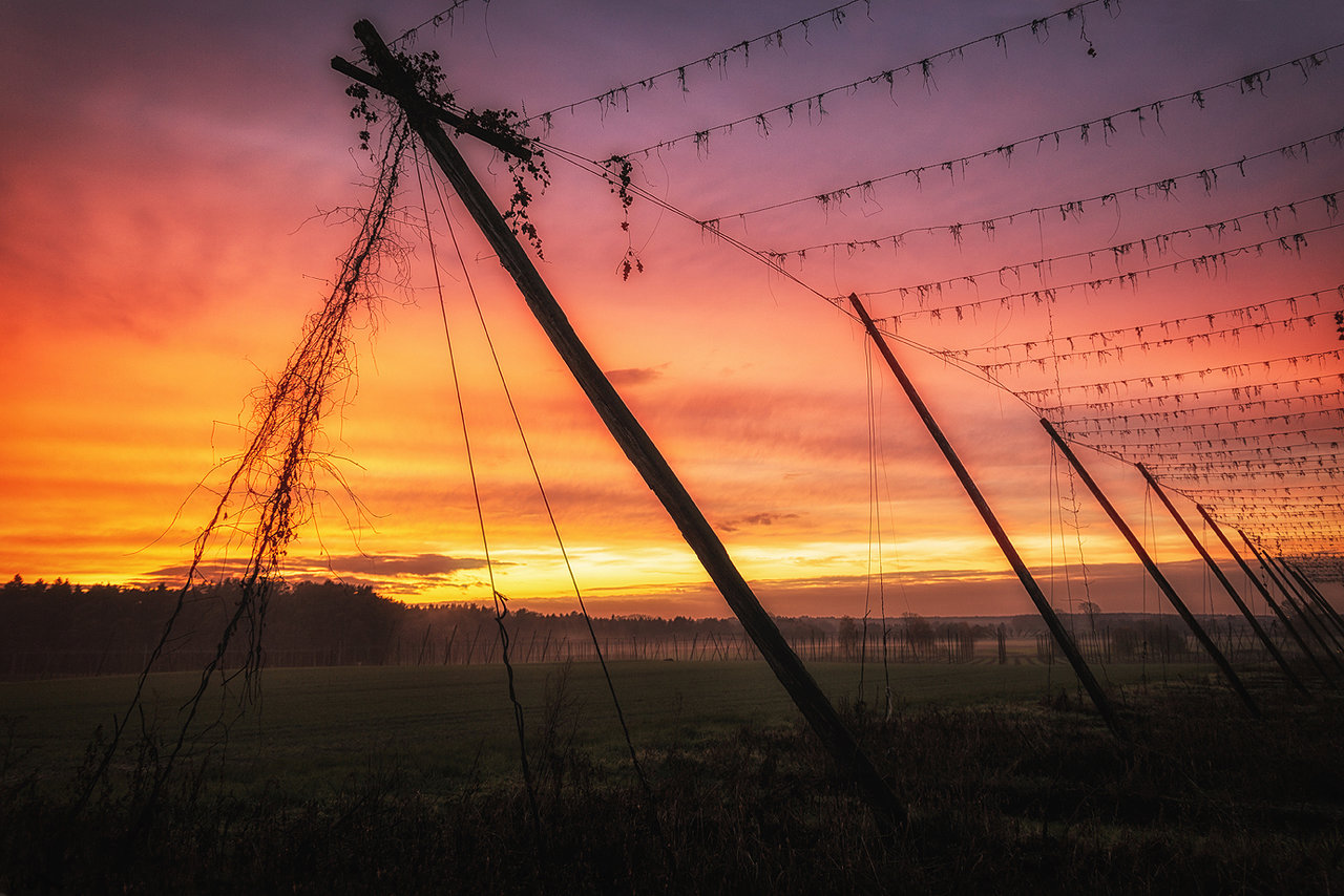 Sonnenuntergang in der Hallertau