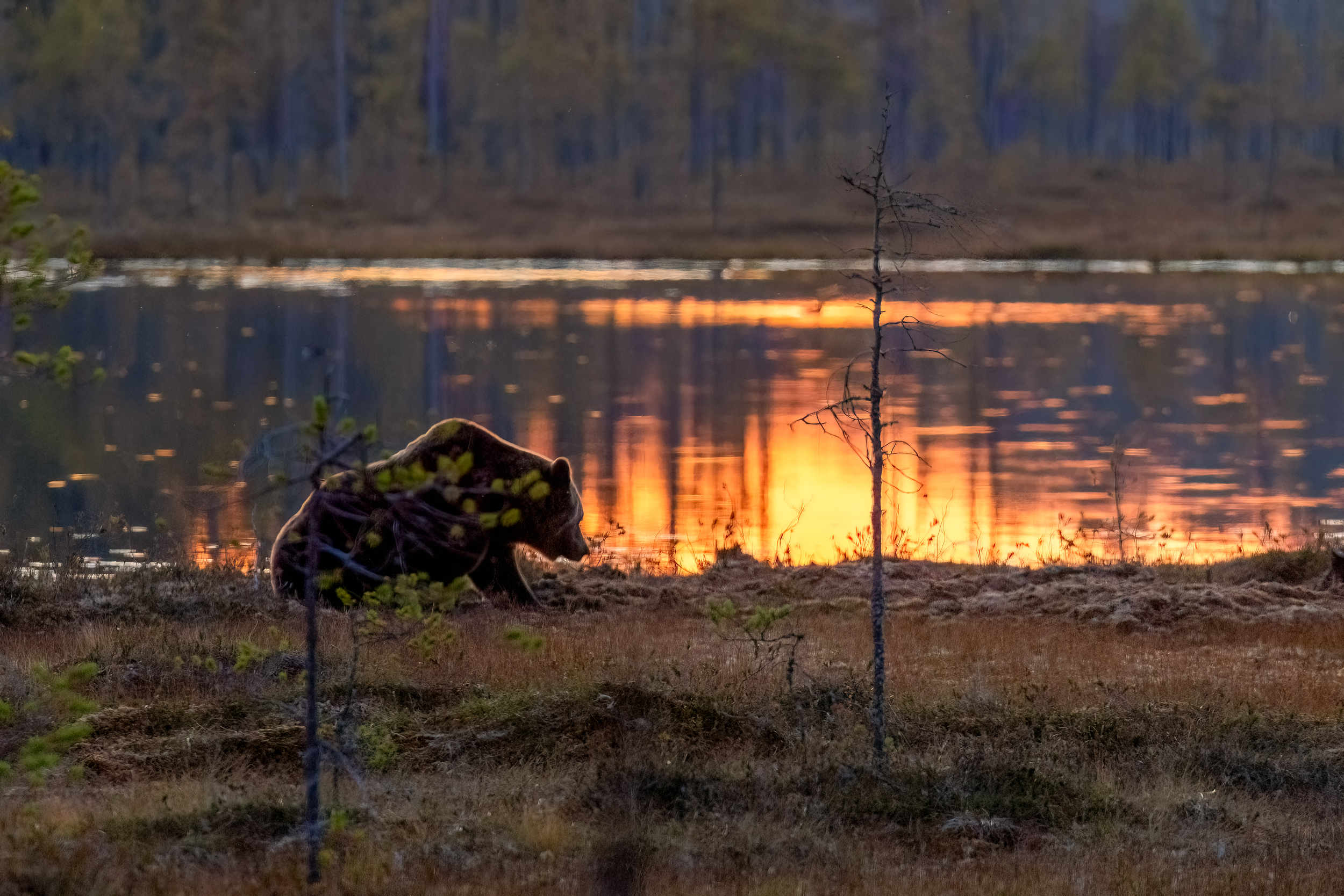 Sonnenuntergang mit Bär...