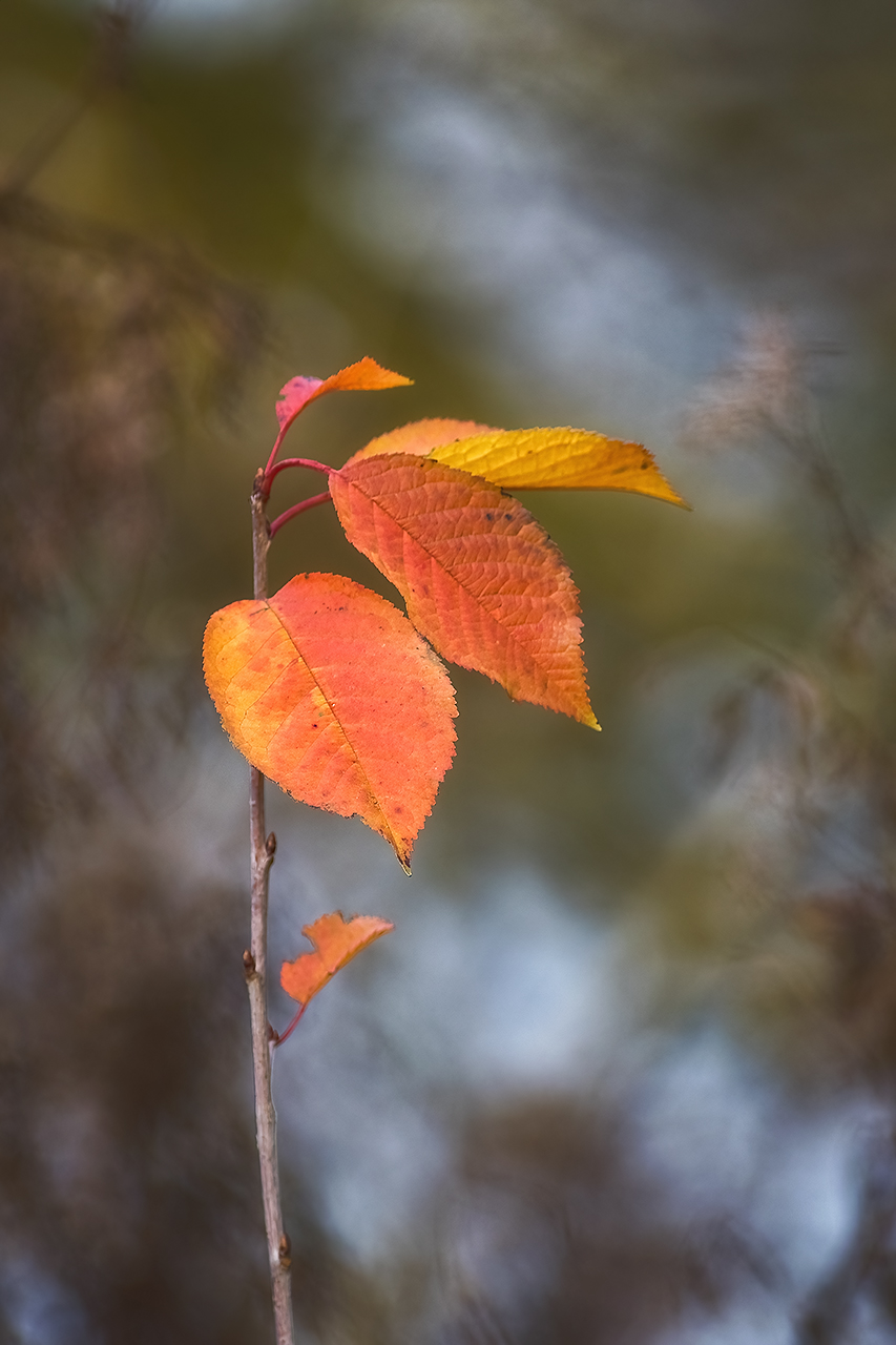 Späte Farben