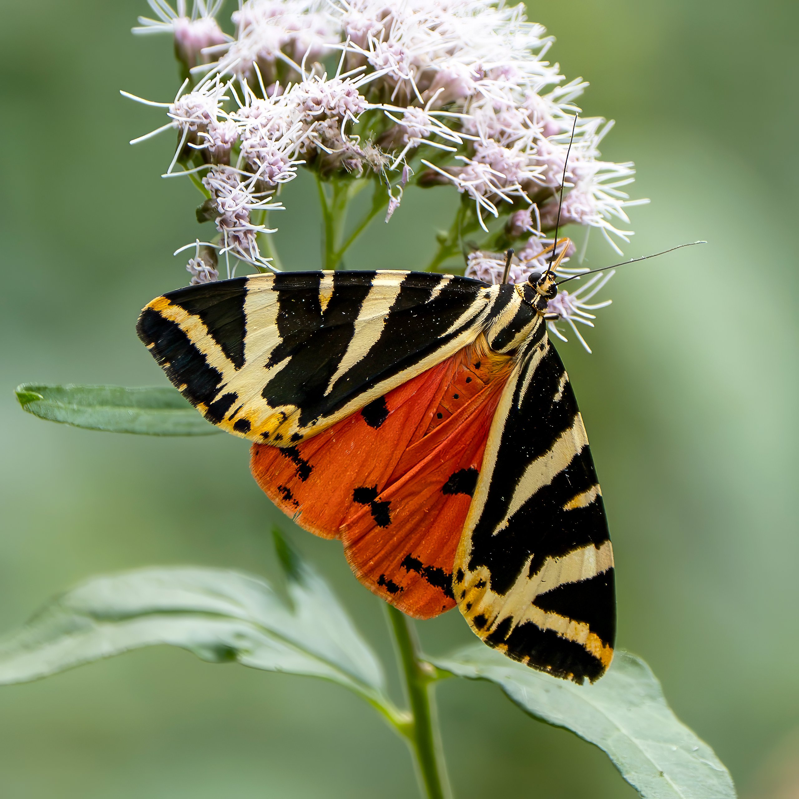 Spanische Flagge/Russischer Bär - Schmetterling