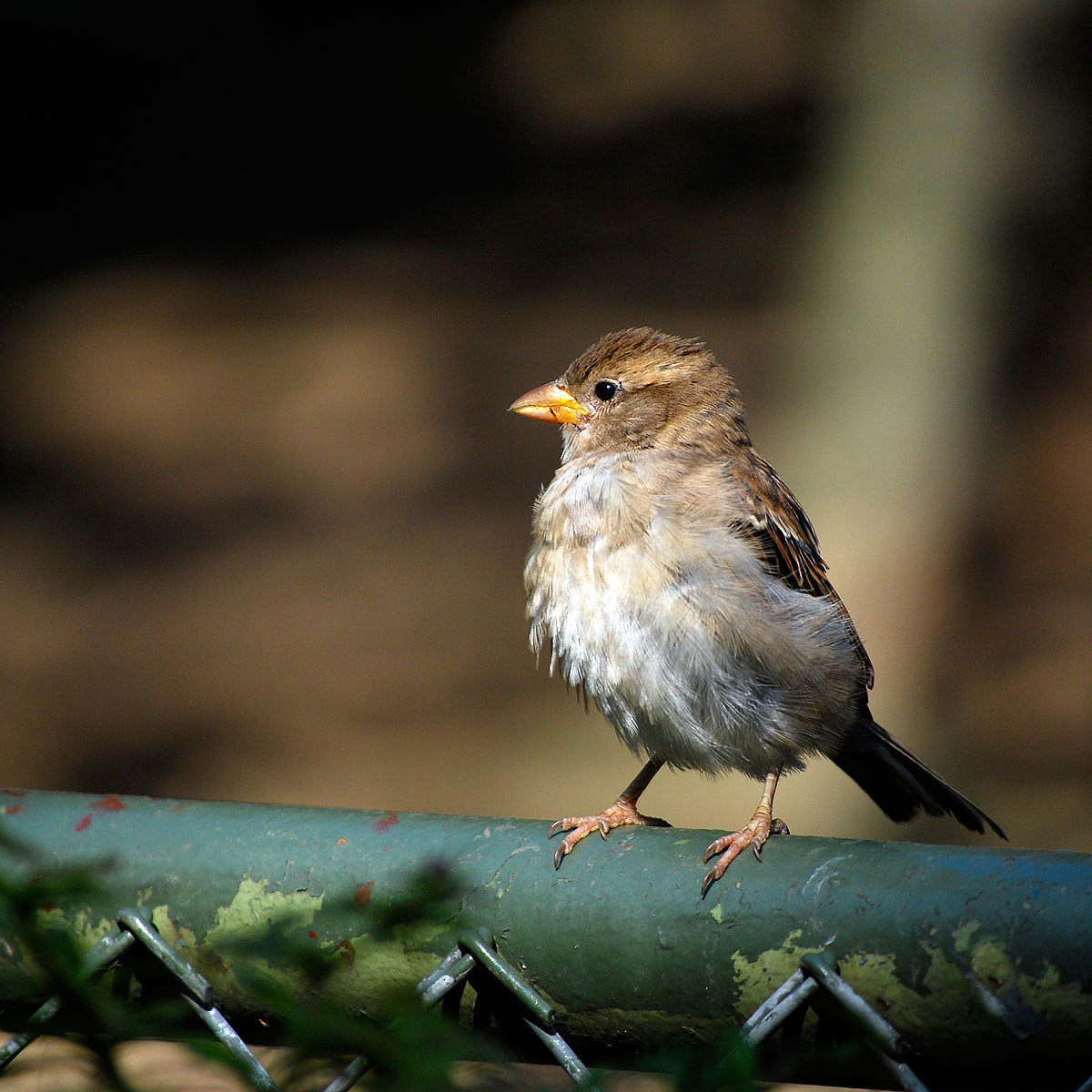 Spatz