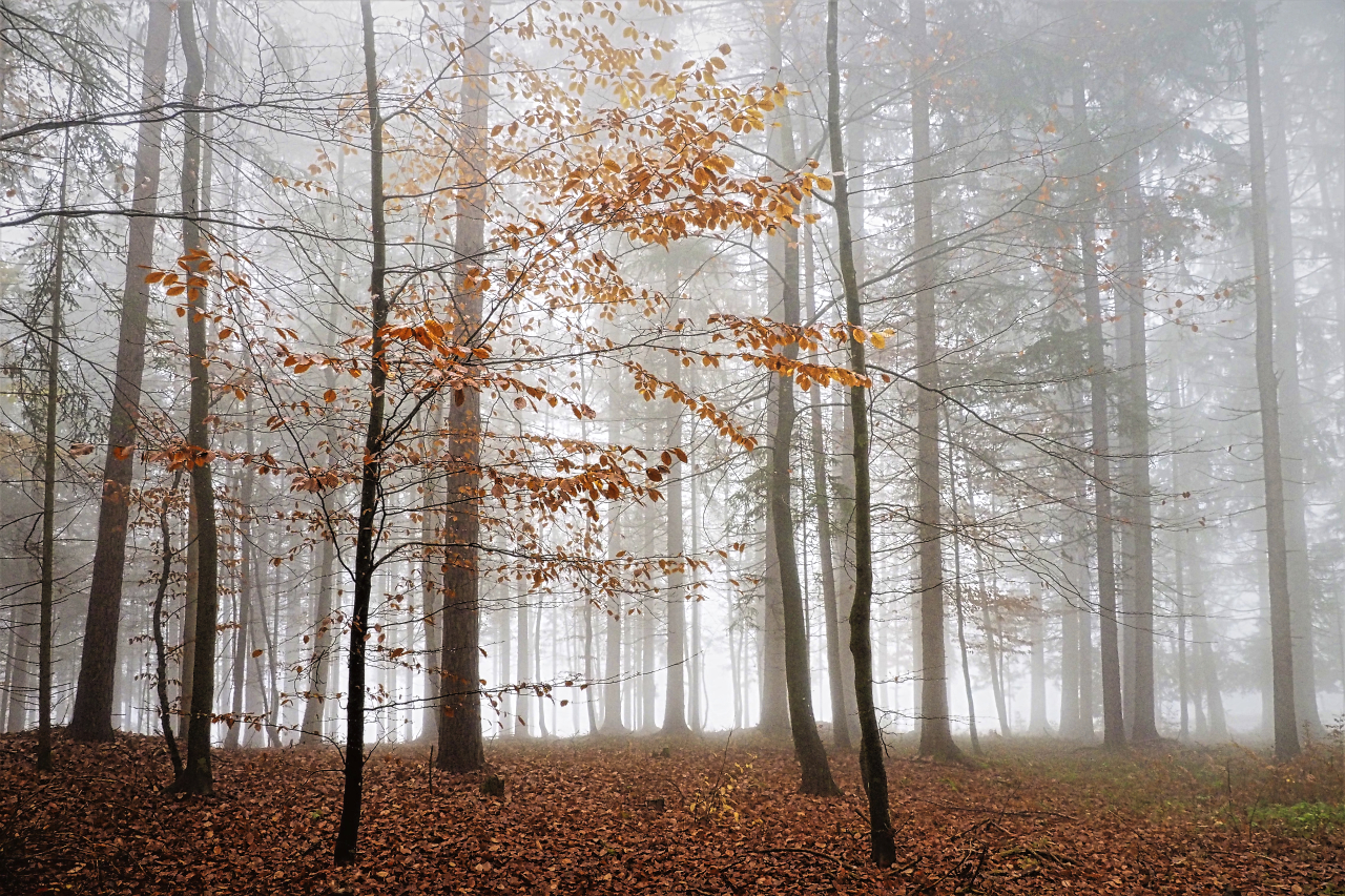 Spaziergang im Nebel