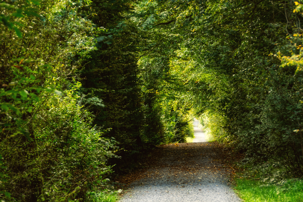 Spaziergang im Wald