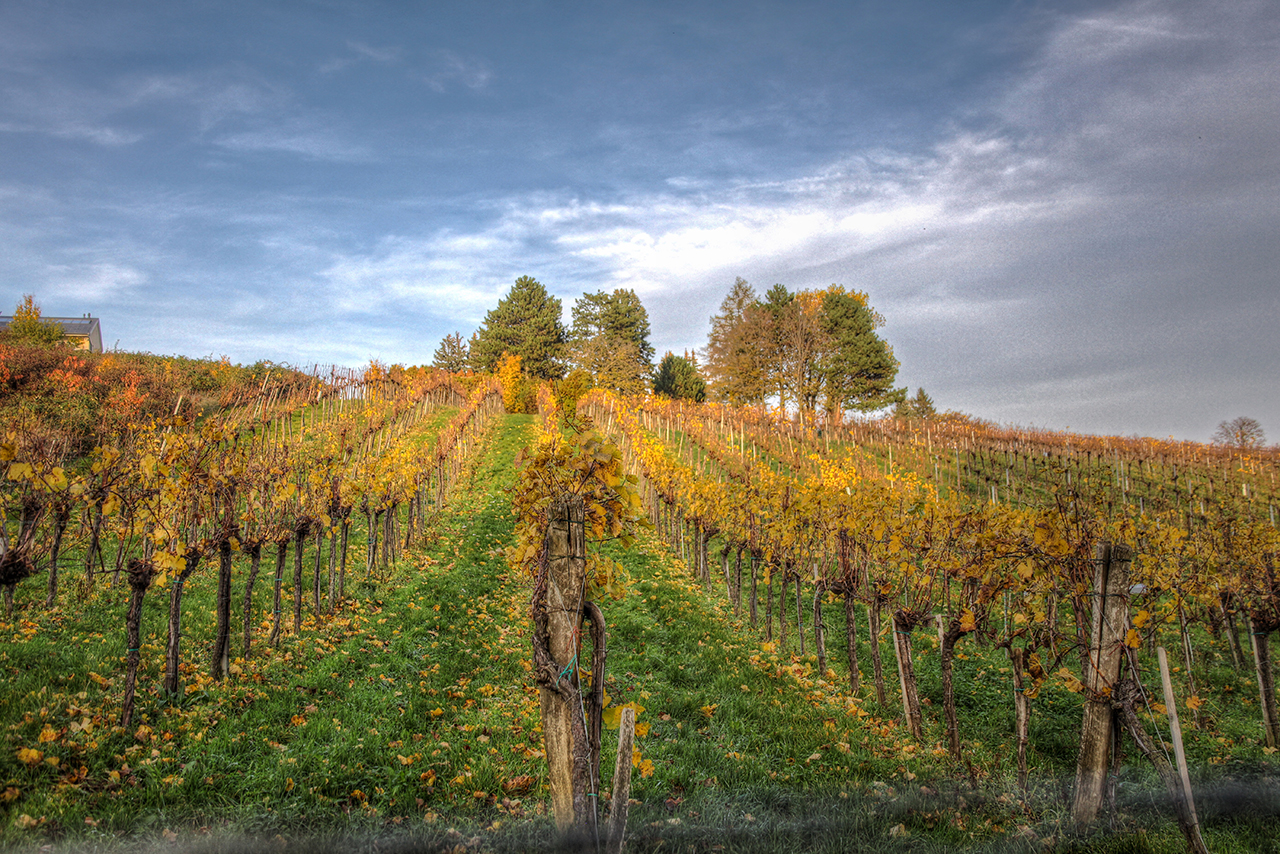 Spaziergang in den Wiener Weinbergen  1