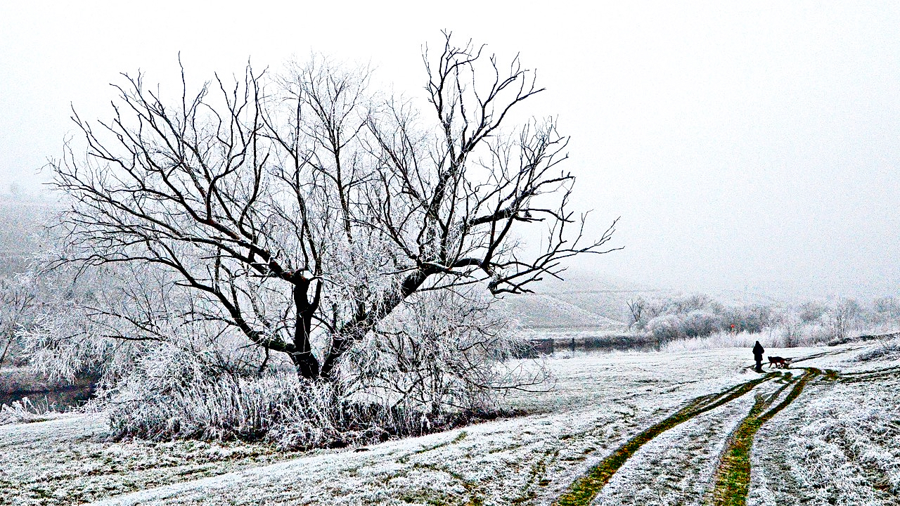 SPAZIERGANG mit HUND .jpg