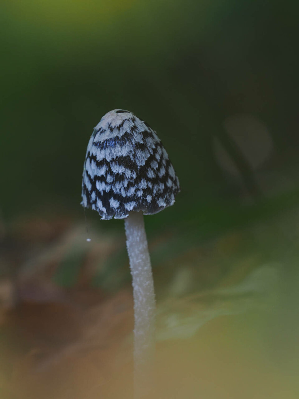 Spechttintling (Coprinopsis picacea)