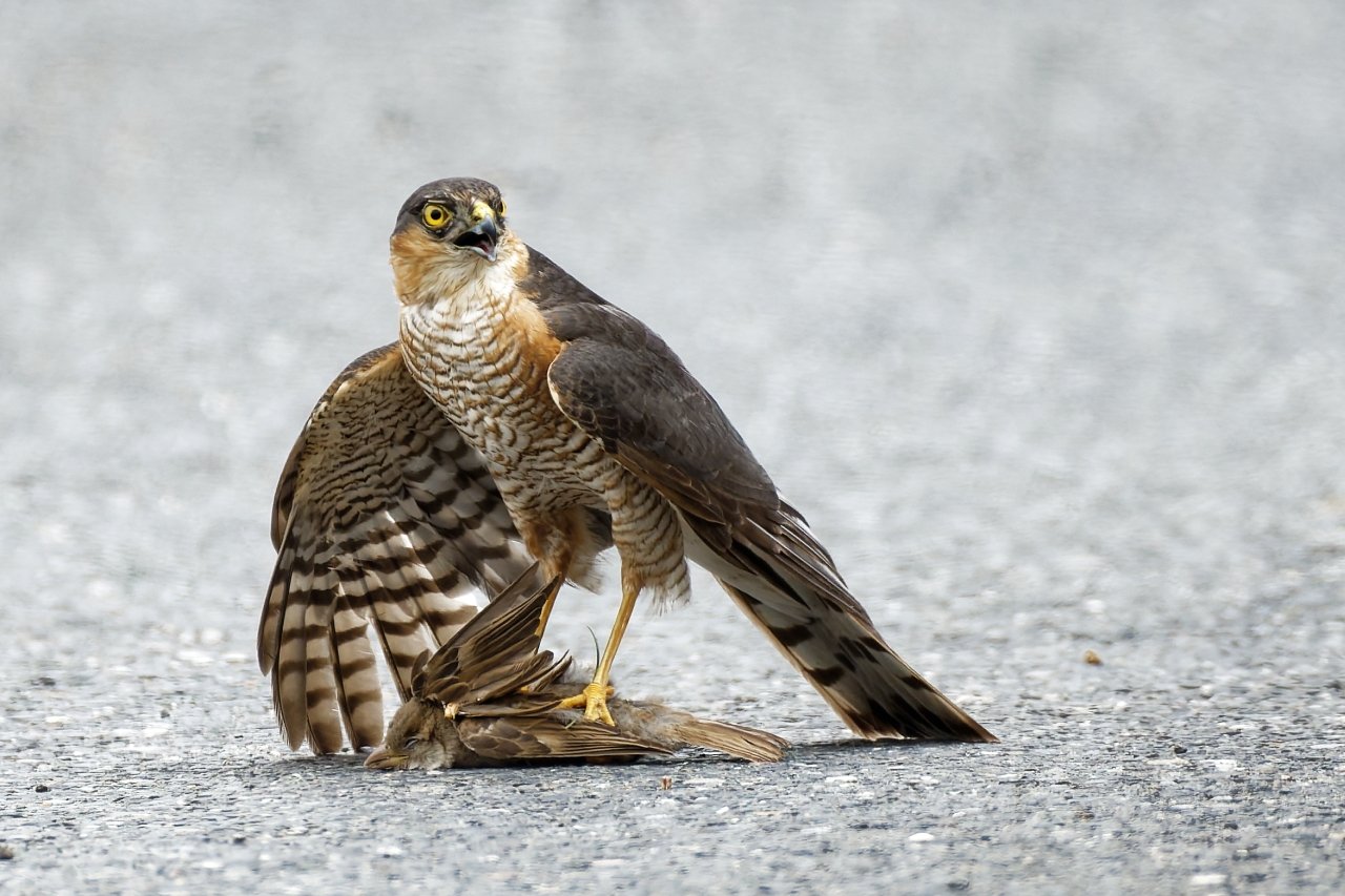 Sperber (M) krallt sich einen jungen Spatz