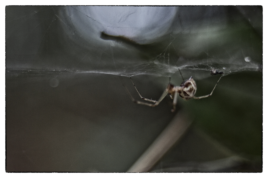 Spider