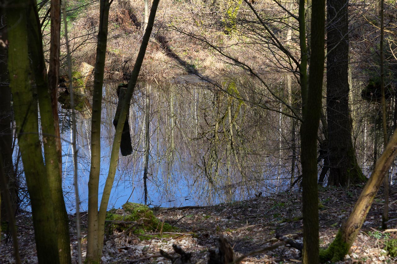 Spiegelung im Wald