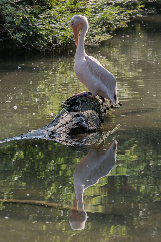 Spiegelung