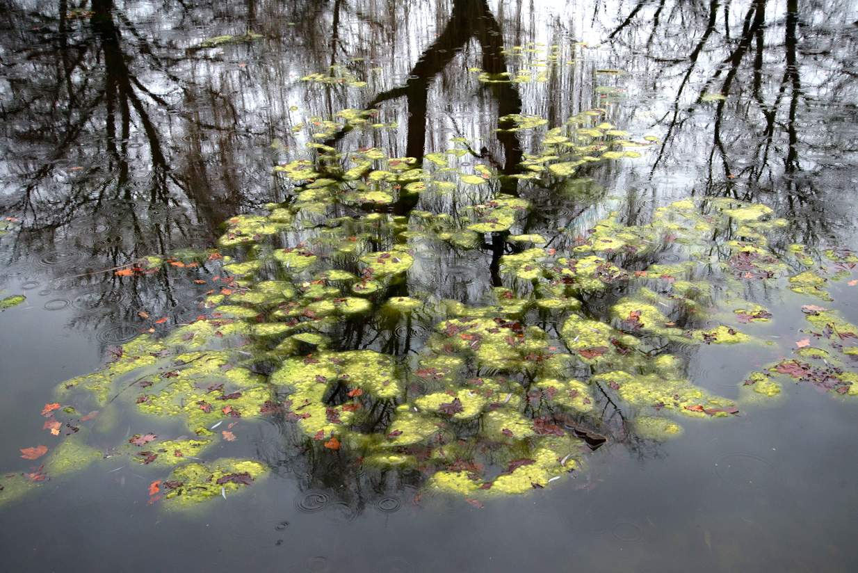 Spiegelweide.jpg