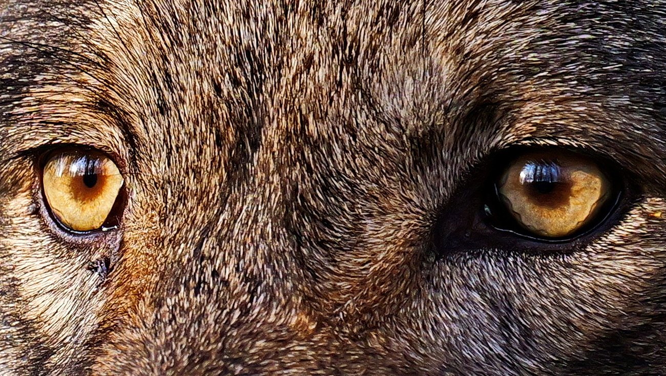 "Spiel mir das Lied vom Tod"