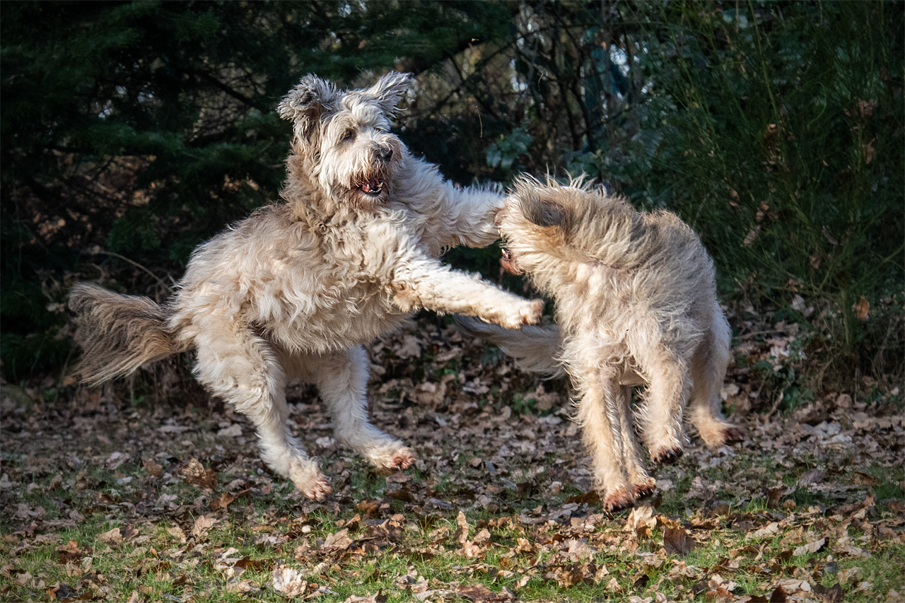 spielerisches Kämpfchen