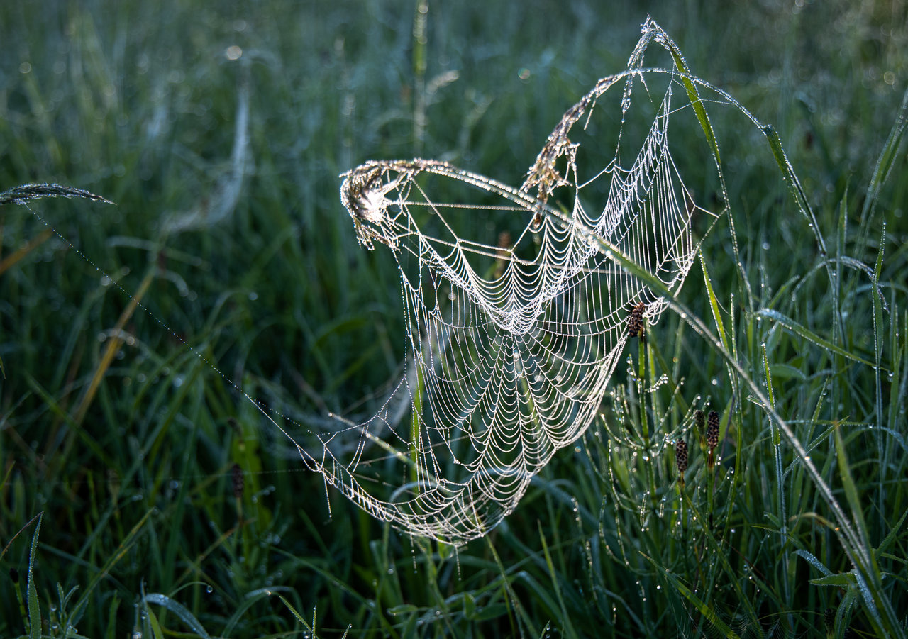 Spinnennetz im Morgentau