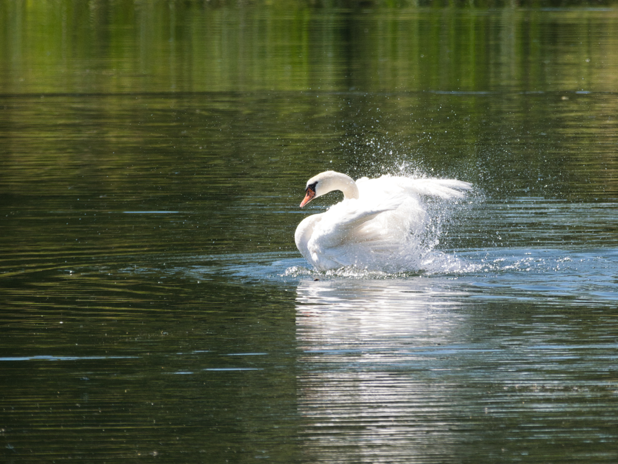 Splish-splash, I was taking a bath