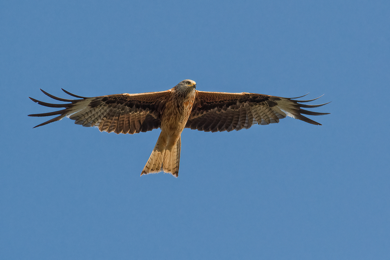 Spread my wings