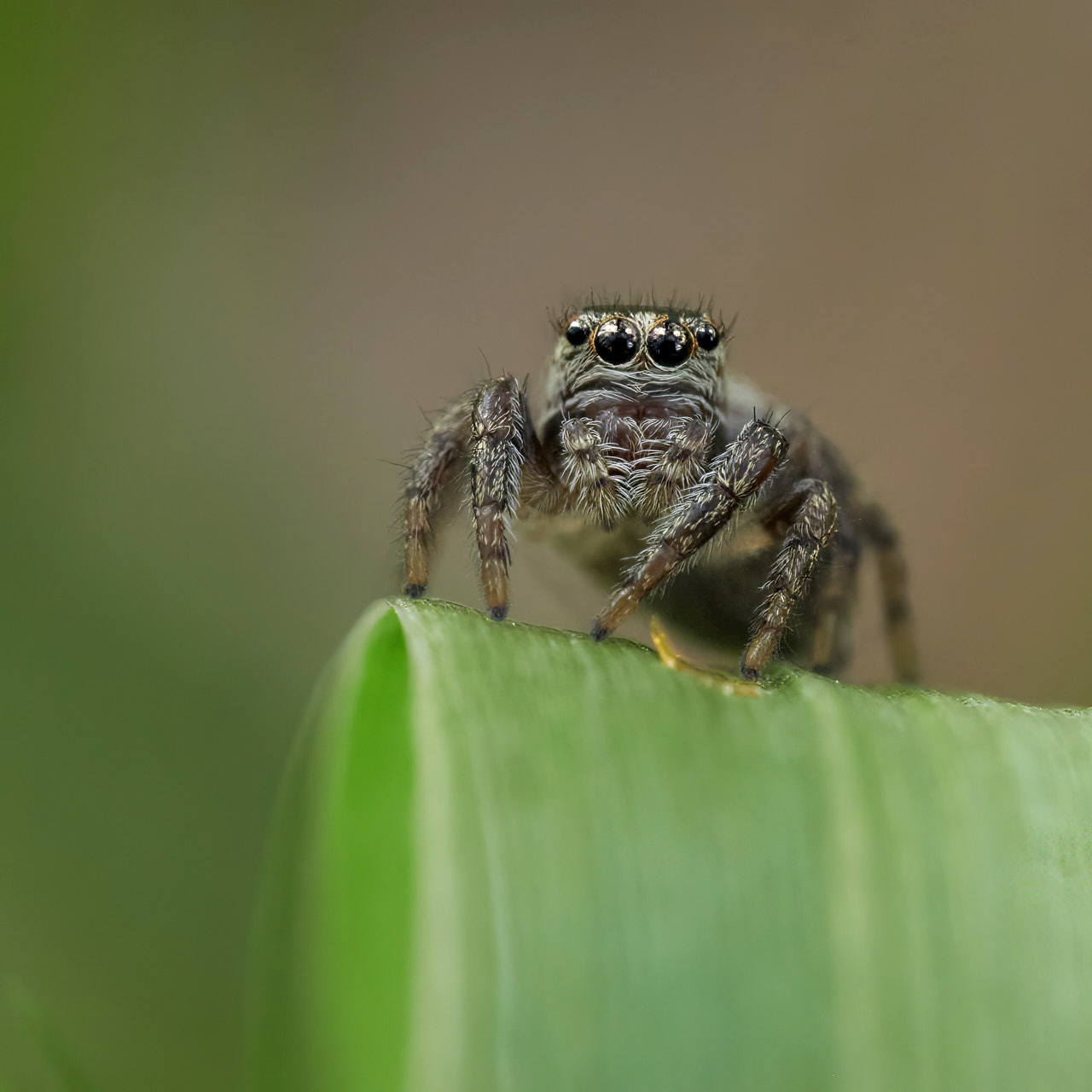 Springspinne