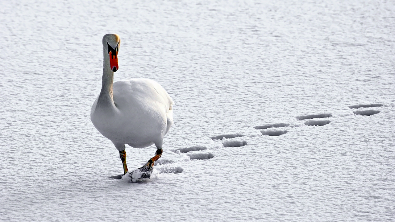 Spuren im Schnee.jpg