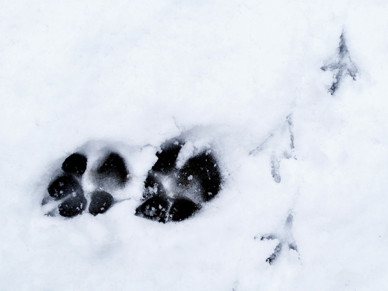 Spuren im Schnee